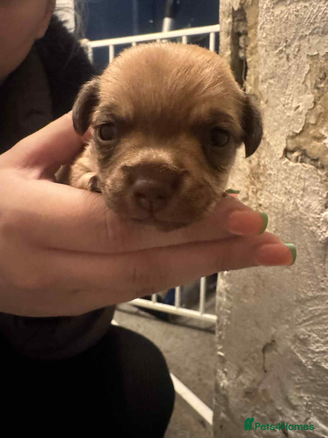 Chihuahua dogs for sale: Chihuahua girl pups  - Image 9