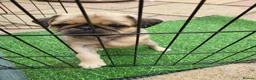 Mixed Breed dogs for sale: Beautiful pug x for sale  - Advert 7