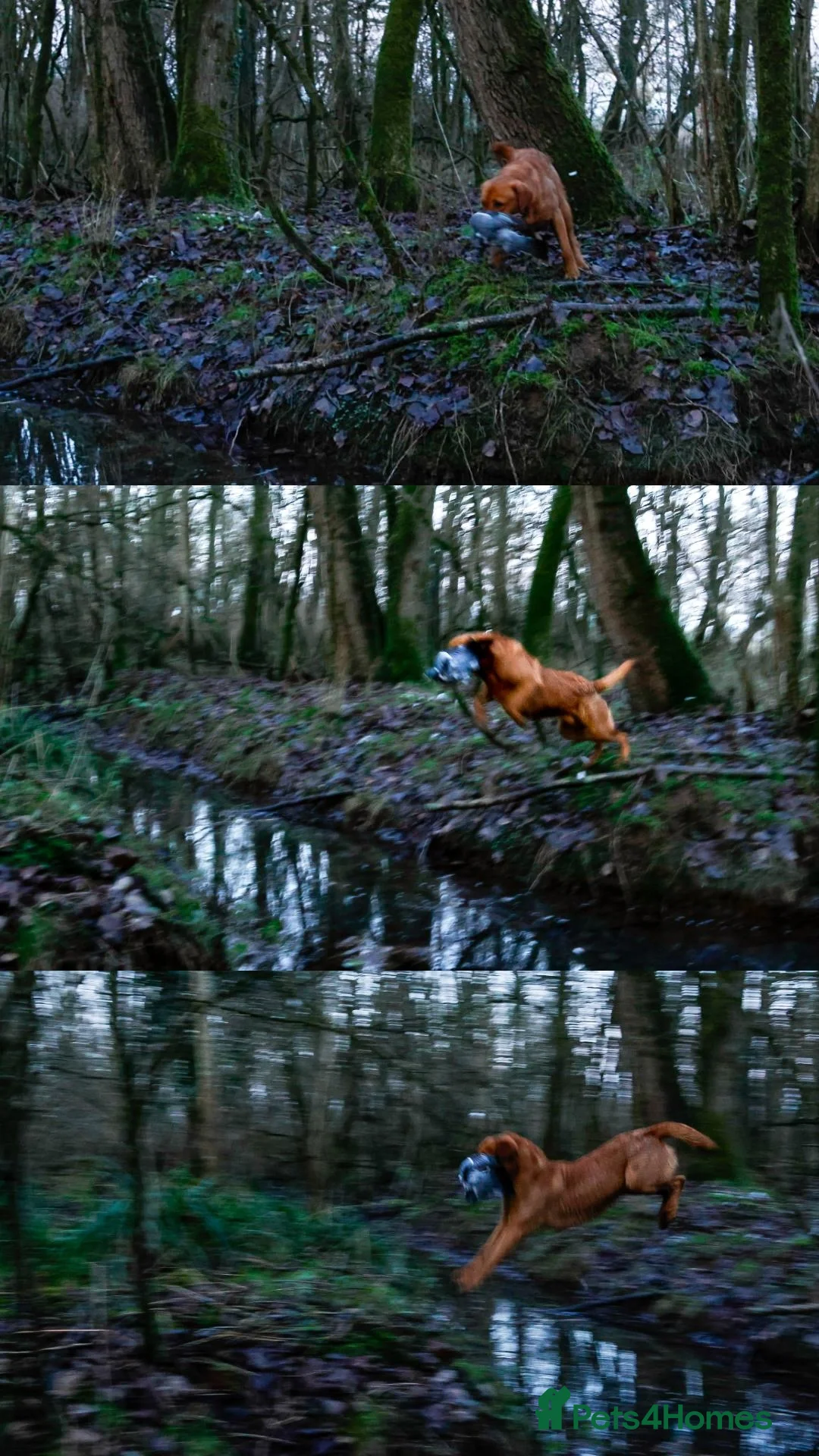 Labrador Retriever dogs for stud: PROVEN KC Fox Red Health Tested Labrador Stud Dog in Chippenham - Advert 3