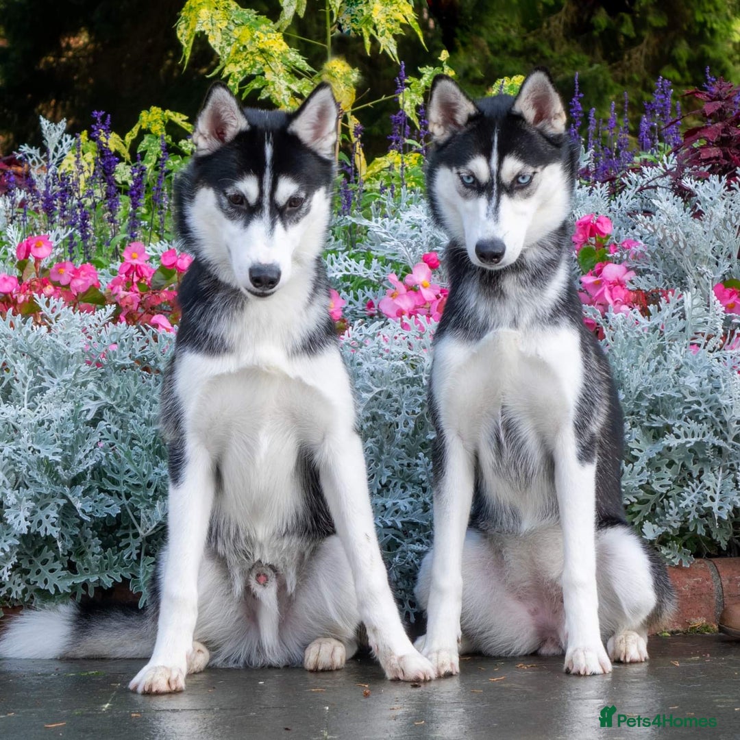 Siberian Husky dogs for sale: Kc reg Siberian husky pups due end of sept  - Image 10