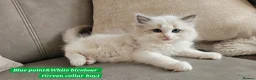 Ragdoll cats for sale: Stunning Ragdoll Kittens – Boys Only (TICA) - Advert 18