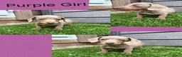 Miniature Dachshund dogs for sale: Miniture dachshunds  - Advert 7