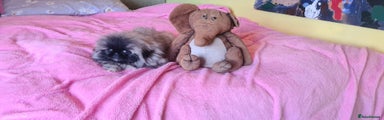 Pekingese Puppy 1