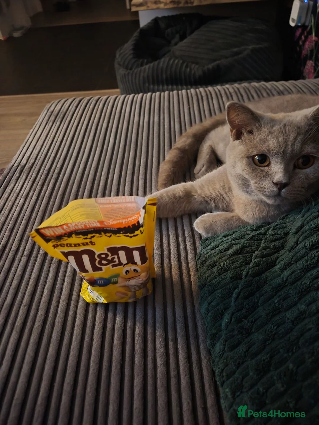 British Shorthair cats for sale: 8 month old BSH kitten  - Advert 2