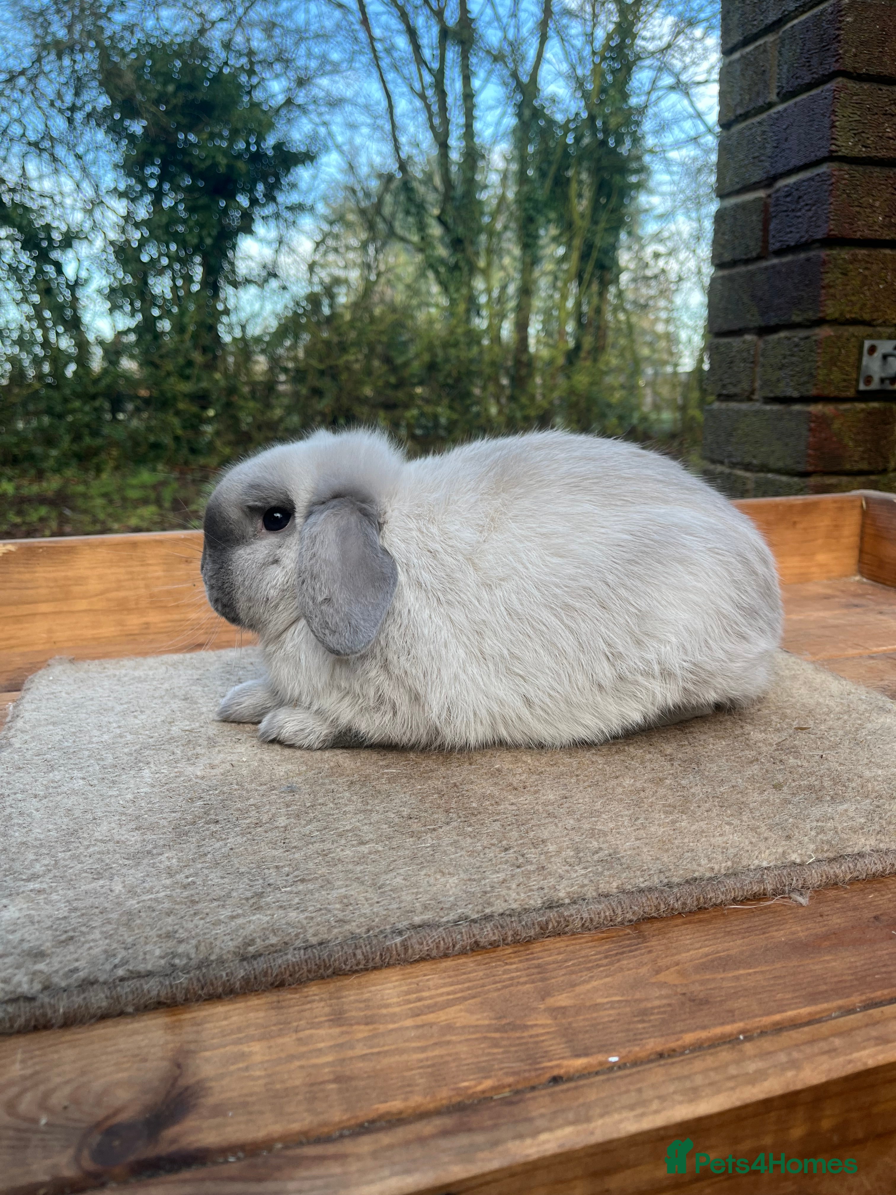 Mini Lop rabbits Mini lop bucks  - Advert 1