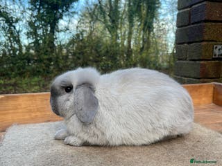 Mini Lop rabbits Mini lop bucks - Advert 14