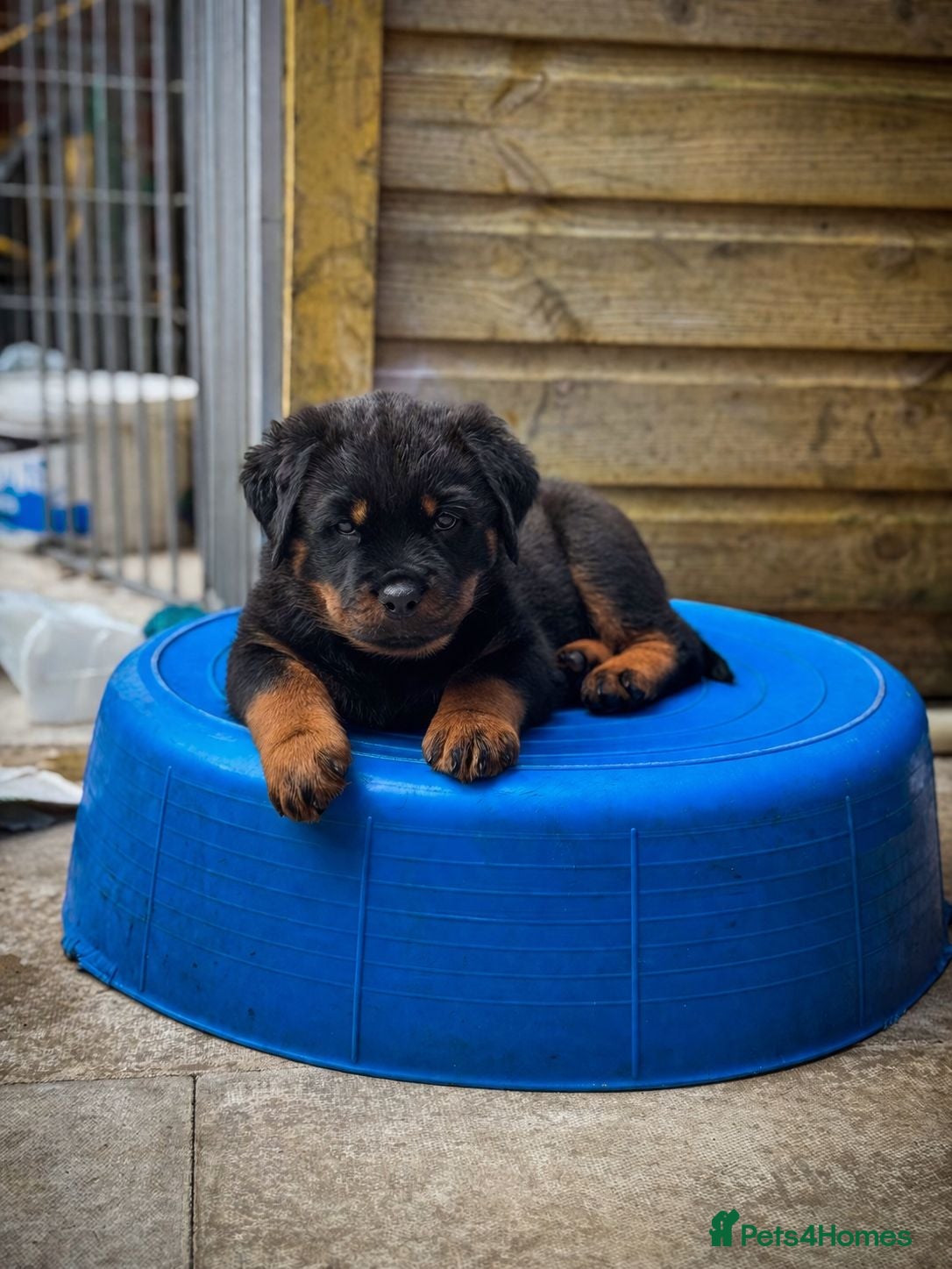 Rottweiler dogs Rottweilers KC reg full tested TOP QUALITY  - Advert 2