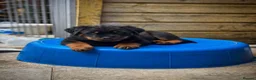 Rottweiler dogs for sale: Rottweilers KC reg full tested TOP QUALITY  - Advert 2