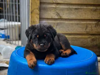 Rottweiler dogs Rottweilers KC reg full tested TOP QUALITY - Advert 2