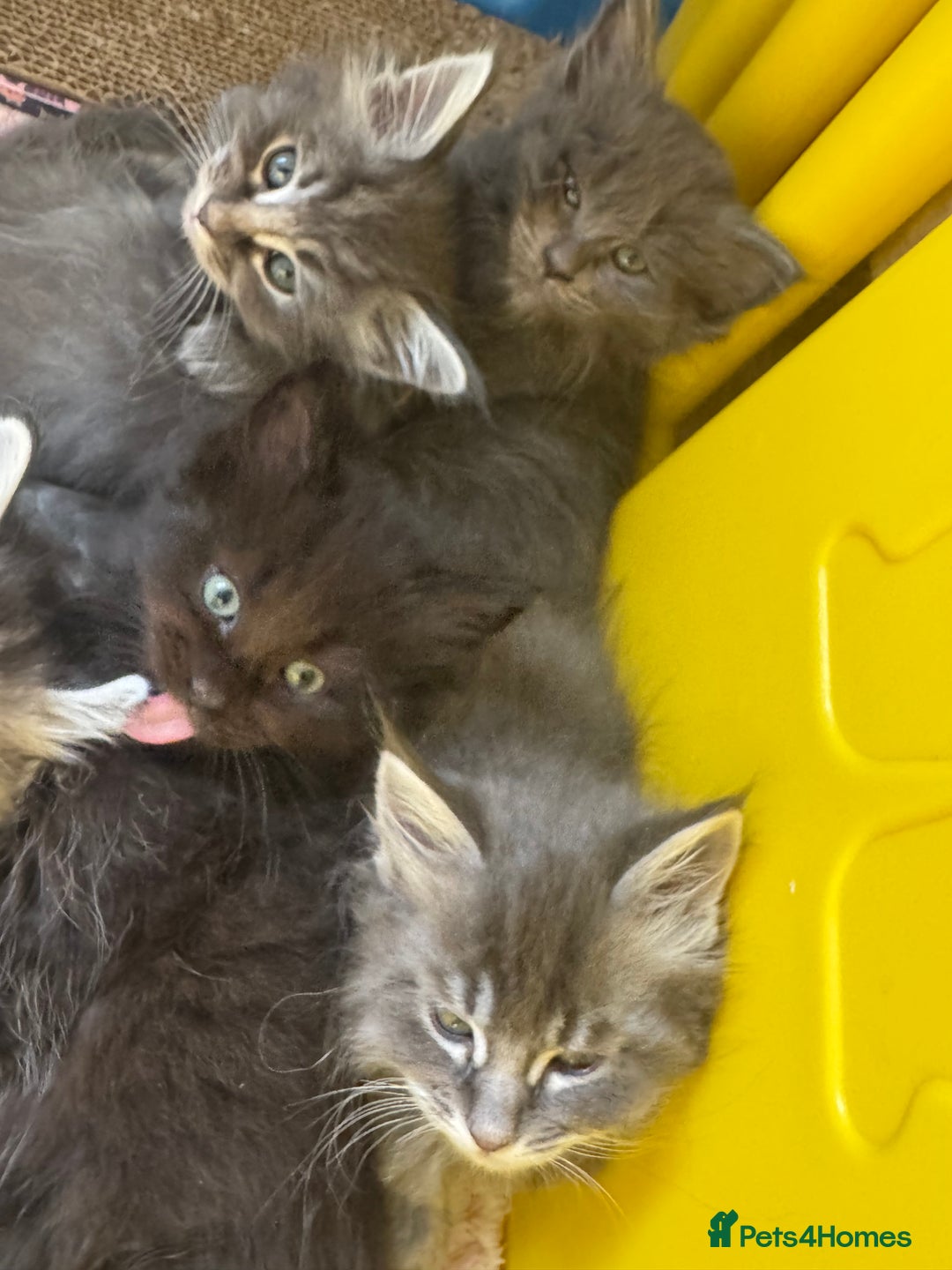Ragcoon cats for sale: 6 beautiful boy Mainecoon x ragdoll kittens  - Advert 11