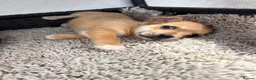 Mixed Breed dogs for sale: Jack Russell Cross Chorkie Puppies - Advert 23