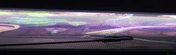 Gecko reptiles for sale: Male Crested Gecko with Full Exo Terra Setup in Bristol - Advert 10