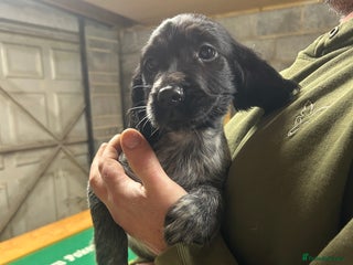 Sprocker dogs Only 5 beautiful sprockers left for sale - Advert 12