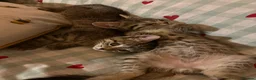 Mixed Breed cats for sale: 4 beautiful tabby kittens for sale - Advert 5