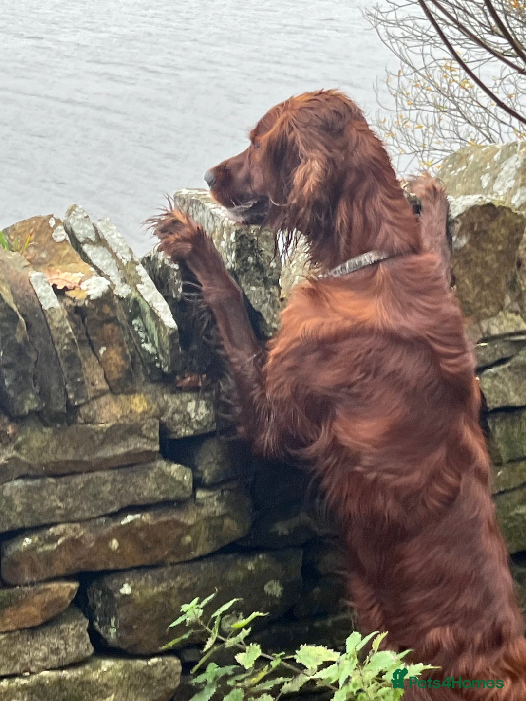 Irish Setter dogs for sale: Quality Irish setter puppies KC Registered - Advert 23