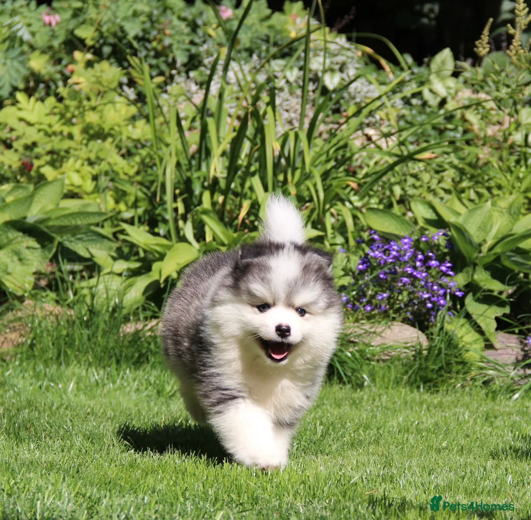 Pomsky dogs for stud: Micro F1 Pomsky Stud 5.5kg Fluffy Husky Markings in Manchester - Advert 9