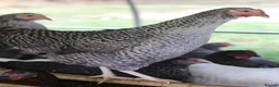 Chickens poultry for sale: Point of lay hybrid hens  - Advert 16