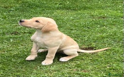 Labrador Retriever dogs for sale: Confident, Clever KC Labrador Puppy - Image 1