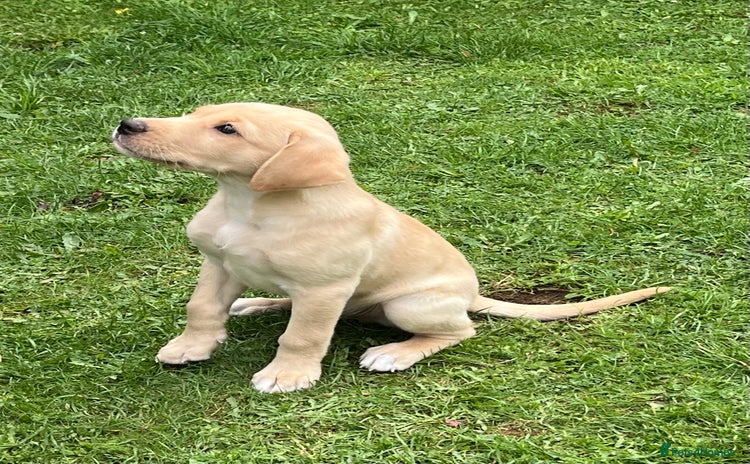 Labrador Retriever dogs - Advert 1
