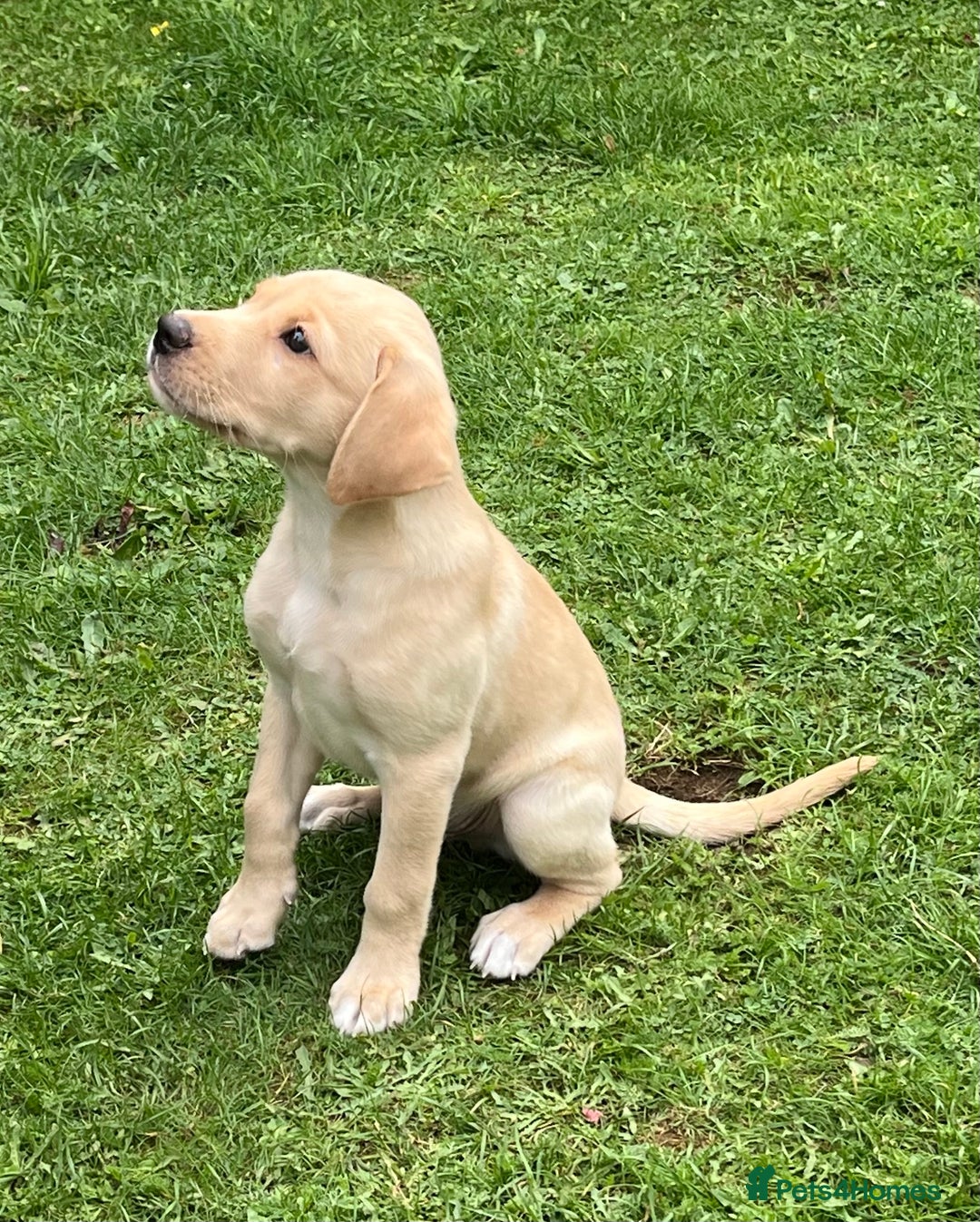 Labrador Retriever dogs for sale: Confident, Clever KC Labrador Puppy - Image 1
