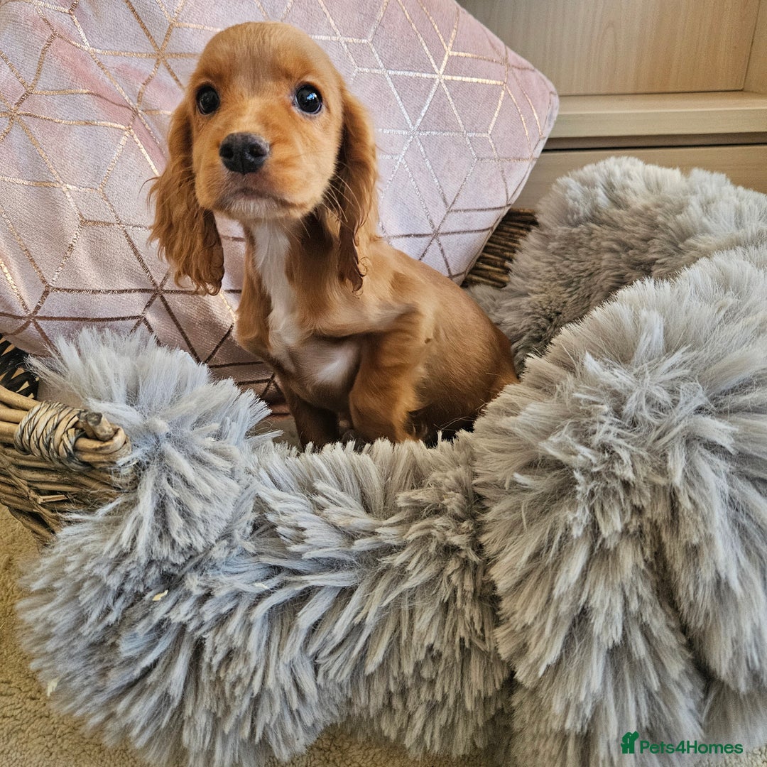 Cocker Spaniel dogs for sale: Stunning mix of working type cocker spaniels  - Advert 13