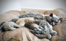 British Shorthair cats for sale: BRITISH SHOR HAIR BLUE - Image 7