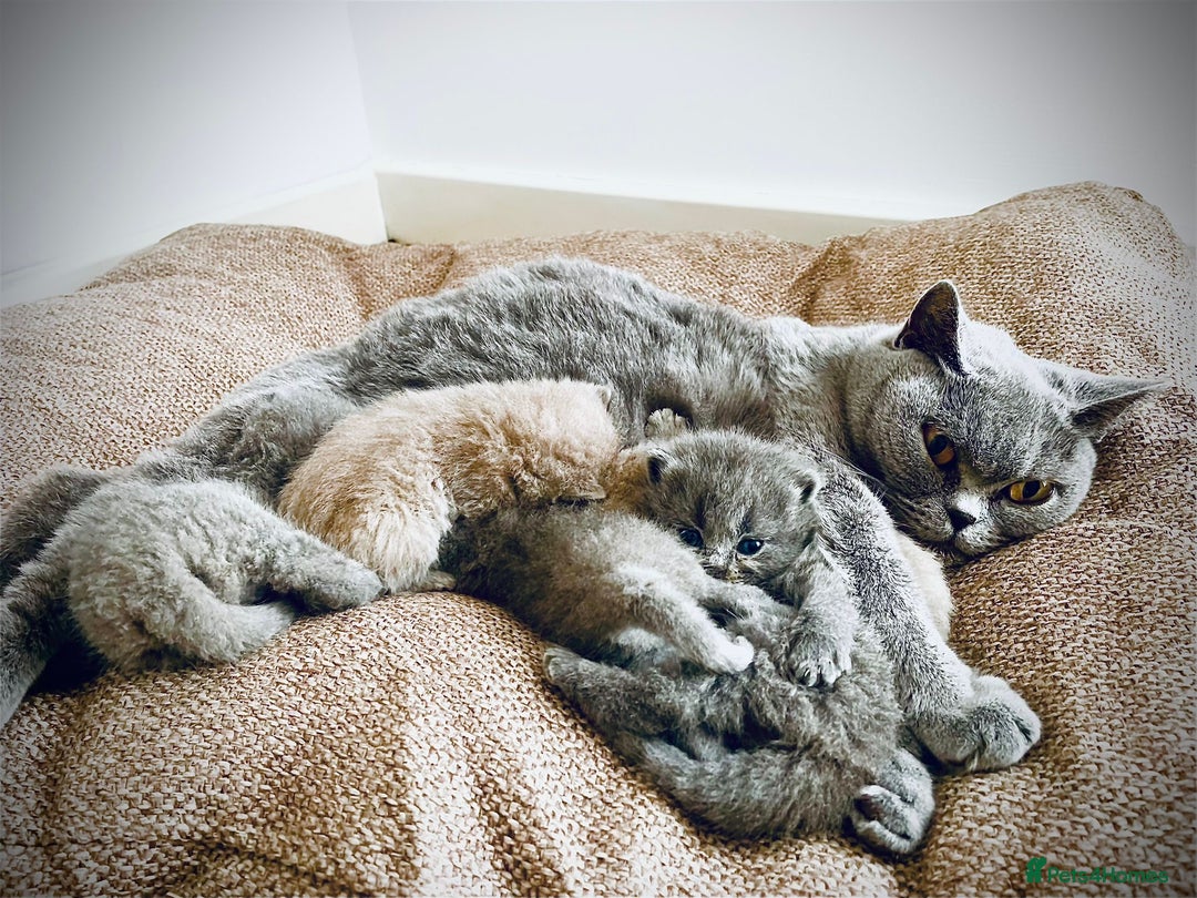 British Shorthair cats for sale: BRITISH SHOR HAIR BLUE - Image 7
