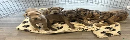 Cane Corso dogs for sale: Cane corso pups ready now  in Dereham - Advert 3