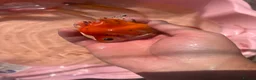 Fancy Goldfish fish for sale: Pond fish for sale in Port Talbot - Advert 5