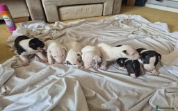 English Bull Terrier dogs for sale: Ready to leave now 7 English Bullterrier puppys - Image 8