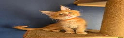 Maine Coon cats for sale: Tica MaineCoon  - Advert 15