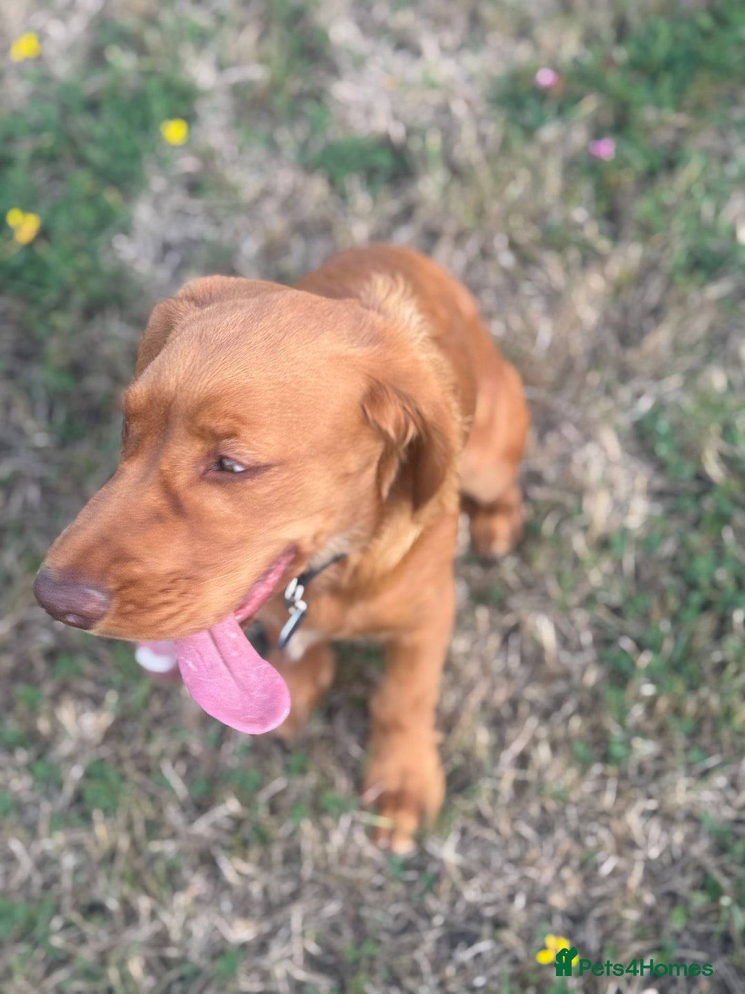 Cocker Spaniel dogs for sale: Stunning Cocker Spaniel KC Male 5 months old  - Image 4
