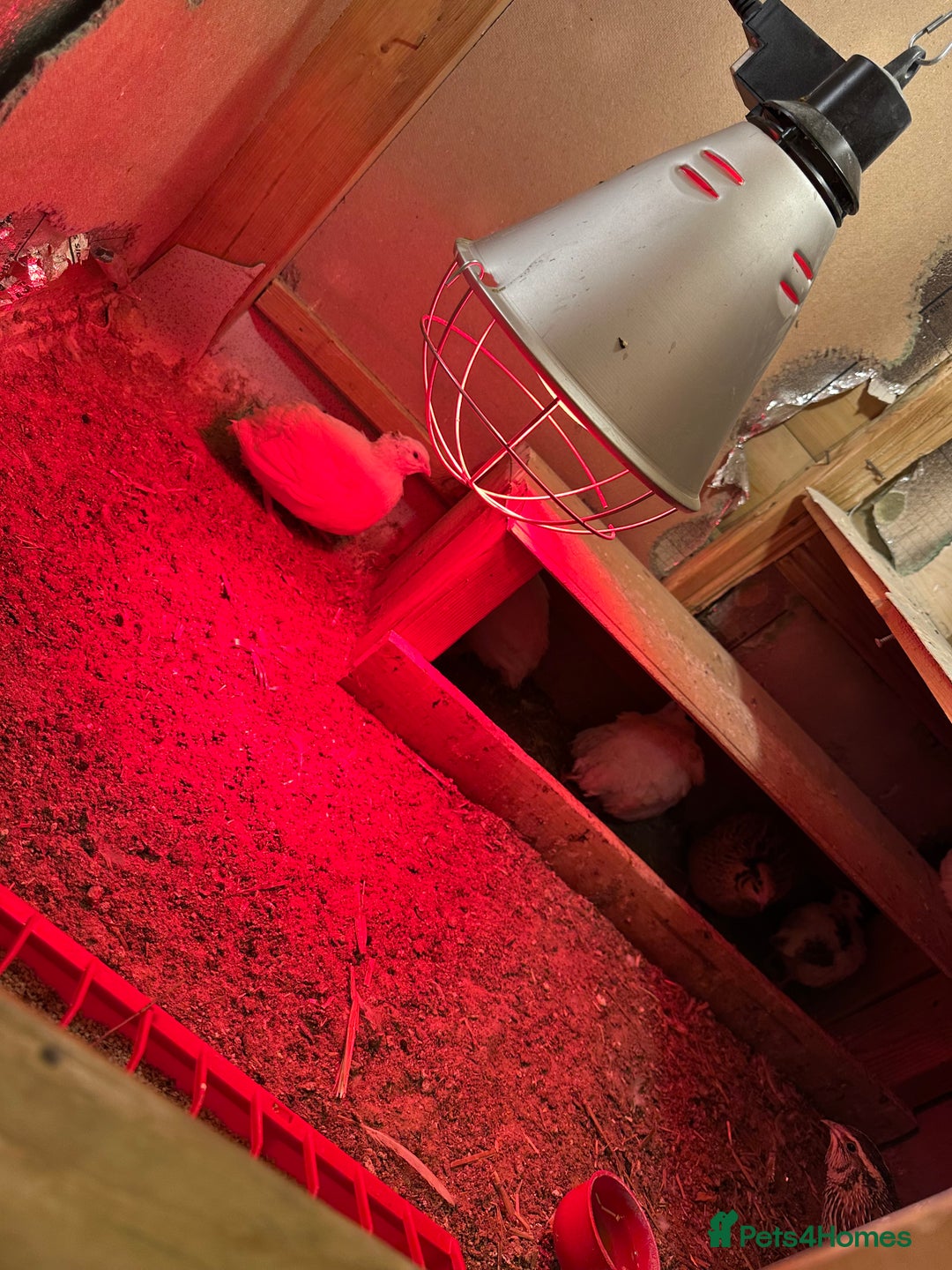 Mixed Breed birds for sale: ENGLISH WHITE QUAIL - Advert 3