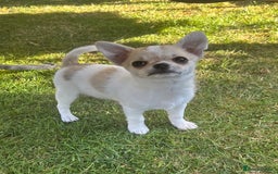 Chihuahua dogs for sale: *Parti Crufts Qualified Champion sired* in Cambridge - Image 9