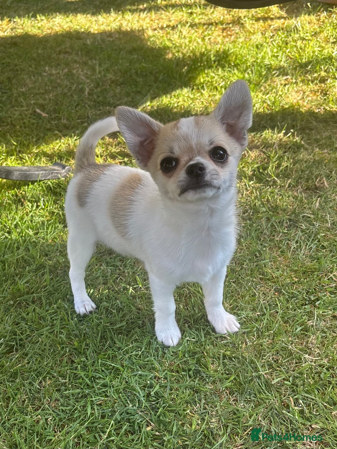 Chihuahua dogs for sale: *Parti Crufts Qualified Champion sired* in Cambridge - Image 9