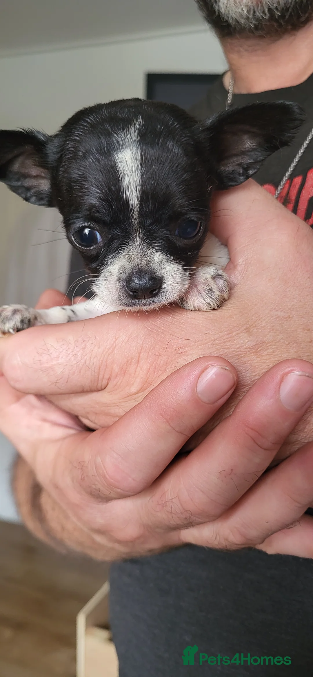 Chihuahua dogs for sale: Beautiful unique chihuahuas  - Advert 10