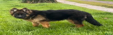 German Shepherd Puppy 1
