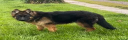 German Shepherd dogs for sale: LONG COATED GERMAN SHEPHERD GIRL  - Advert 1