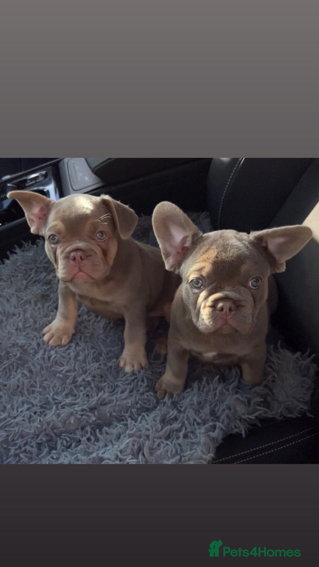 French Bulldog dogs Ready to go! Top quality French bulldogs  - Advert 6