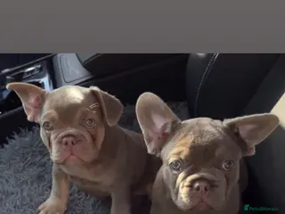 French Bulldog dogs Ready to go! Top quality French bulldogs - Advert 6