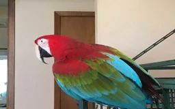 Macaws birds for sale: Beautiful Blue and gold Macaw, Green Wing Macaws - Image 3