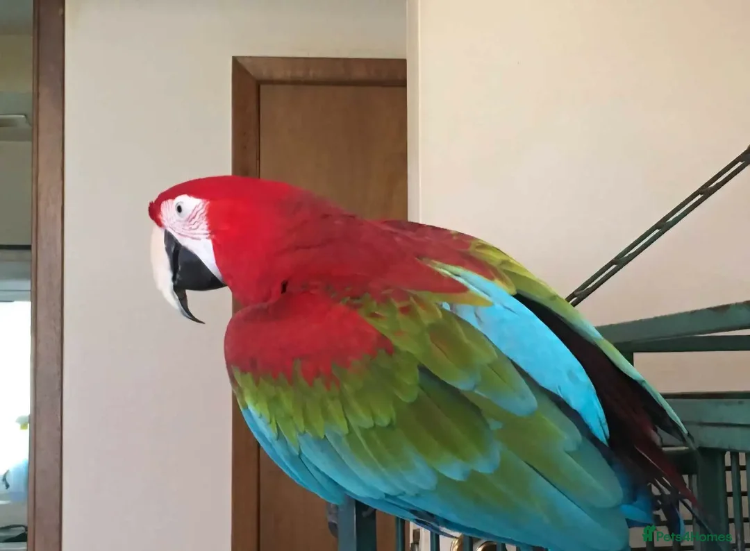 Macaws birds for sale: Beautiful Blue and gold Macaw, Green Wing Macaws - Image 3