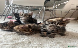 Mixed Breed cats for sale: 5 Adorable Mixed Breed Kittens - Image 24