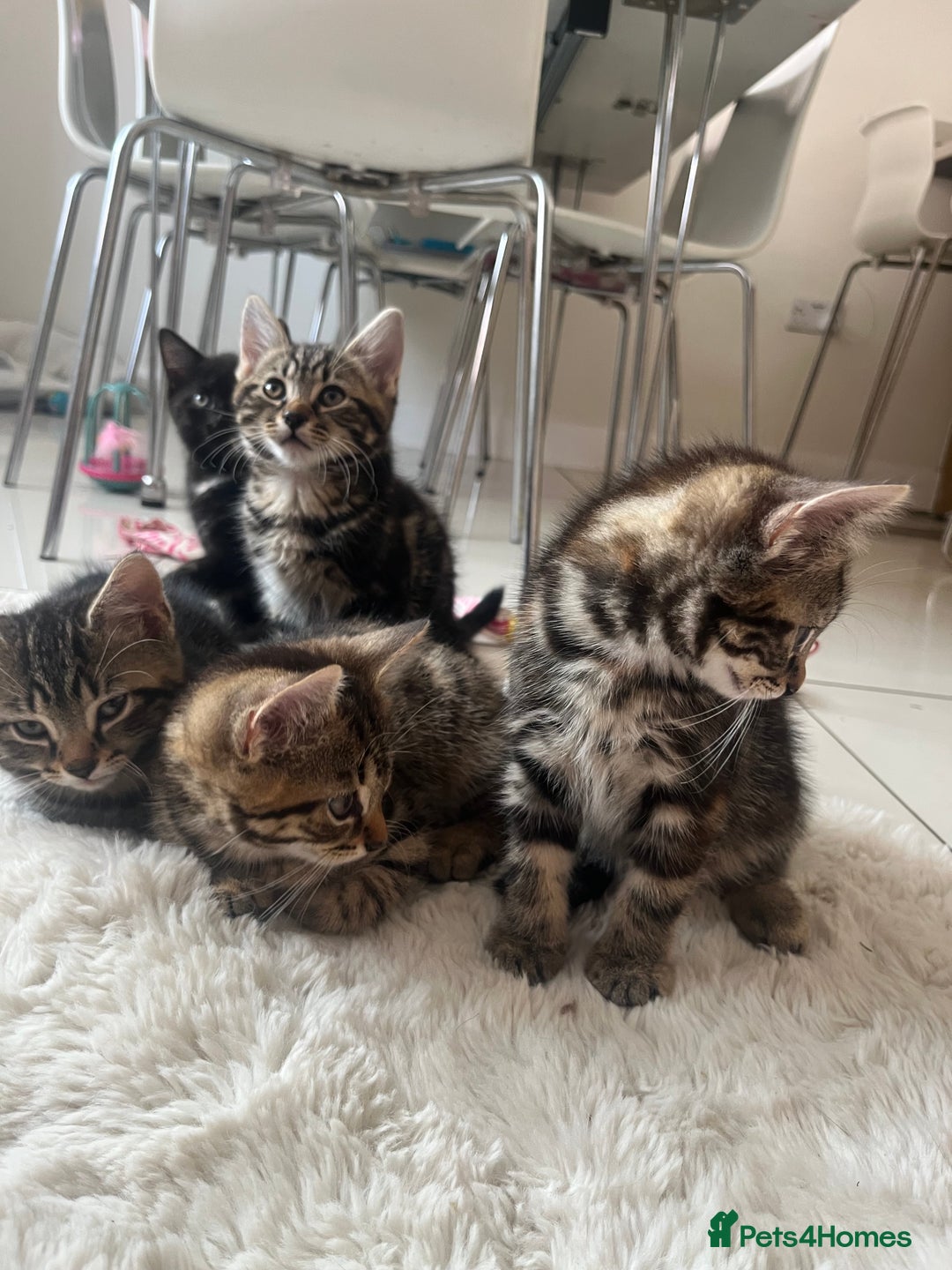 Mixed Breed cats for sale: 5 Adorable Mixed Breed Kittens - Image 24