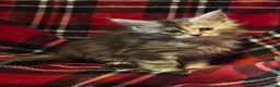Maine Coon cats for sale: Beautiful Mainecoons  - Advert 8