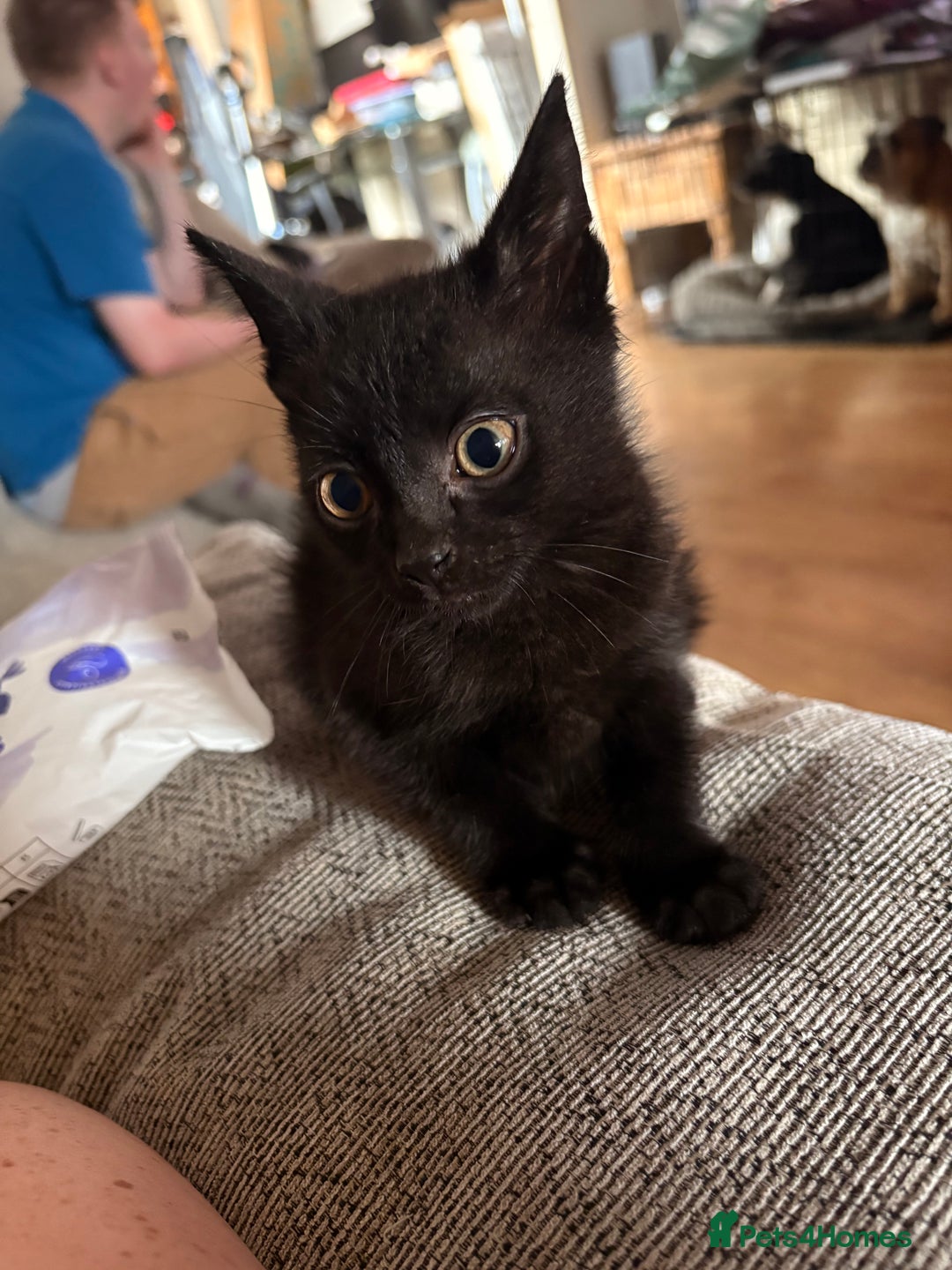 Domestic Shorthair cats for sale: Black male kittens ready now  - Image 6