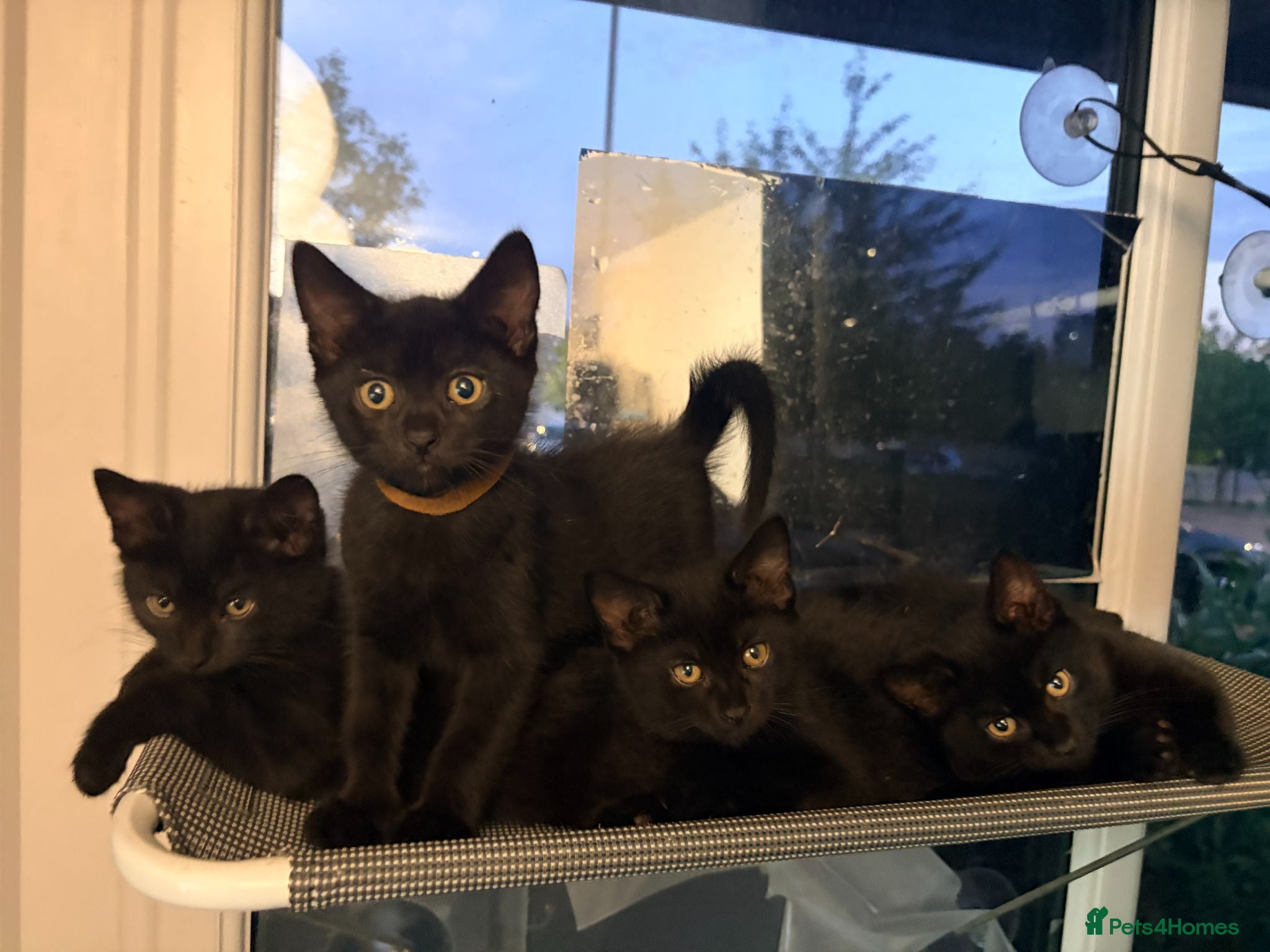 British Shorthair cats 7 fluffy kittens  - Advert 1