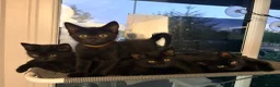 British Shorthair cats for sale: 7 fluffy kittens  - Advert 1