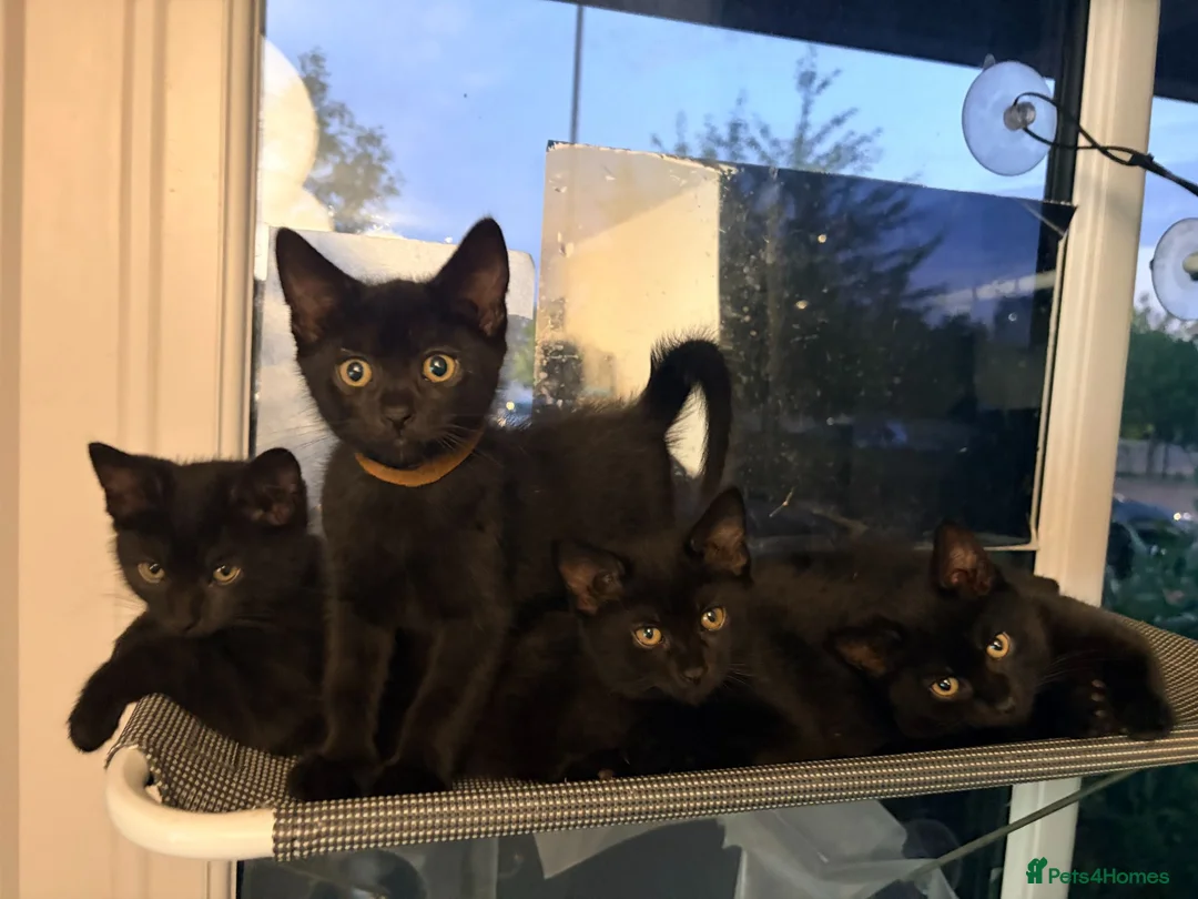 British Shorthair cats for sale: 7 fluffy kittens  - Advert 1