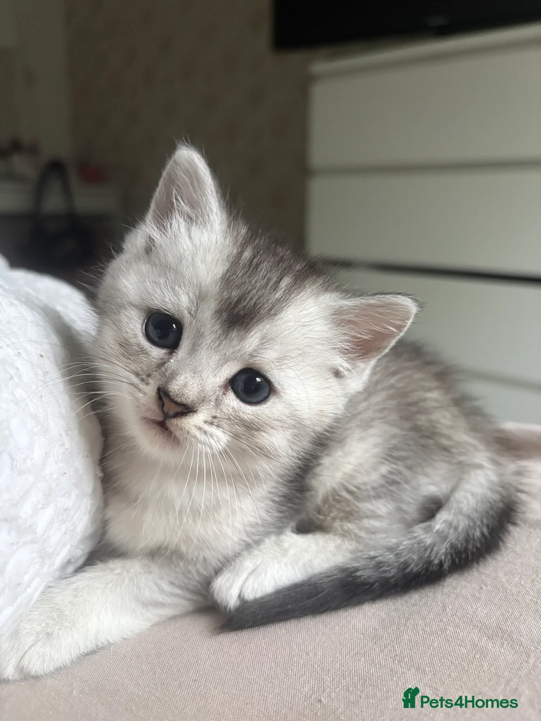 Mixed Breed cats for sale: 4 adorable grey and white kittens  - Advert 14